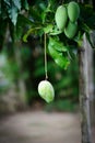 Green mangoes Royalty Free Stock Photo