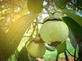 Green mangosteen fruit Royalty Free Stock Photo