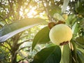 Green mangosteen fruit Royalty Free Stock Photo