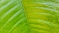Green mangosteen leaves. Mangosteen leaf background