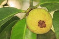 Green mangosteen on tree