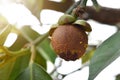 The green mangosteen on the mangosteen tree in the garden and waiting to grow into mangosteen fruit. It is the queen of fruit that