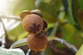 The green mangosteen on the mangosteen tree in the garden and waiting to grow into mangosteen fruit. It is the queen of fruit that