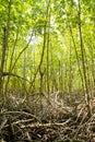 Green mangrove forest Royalty Free Stock Photo