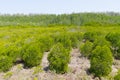 Green mangrove forest Royalty Free Stock Photo