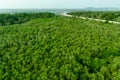 Green mangrove forest capture carbon dioxide. Net zero emissions. Mangroves capture CO2 from atmosphere. Blue carbon ecosystems.