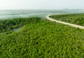 Green mangrove forest capture carbon dioxide. Net zero emissions. Mangroves capture CO2 from atmosphere. Blue carbon ecosystems.