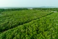 Green mangrove forest capture carbon dioxide. Net zero emissions. Mangroves capture CO2 from atmosphere. Blue carbon ecosystems.