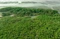 Green mangrove forest capture carbon dioxide. Net zero emissions. Mangroves capture CO2 from atmosphere. Blue carbon ecosystems.