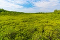 Green mangrove forest at Tung Prong Thong or Golden Mangrove Field, Rayong, Thailand