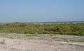 Green mangroves in Al Mafjar, Qatar