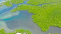 Green mangroves. Bohol, Philippines. Royalty Free Stock Photo