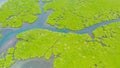 Green mangroves. Bohol, Philippines. Royalty Free Stock Photo