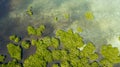 Green mangroves. Bohol, Philippines. Royalty Free Stock Photo