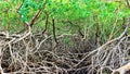 Green mangroves swamp jungle dense vegetation forest in Tobago Caribbean