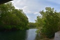 Green Mangroves Lining the Spanish Lagoon in Aruba Royalty Free Stock Photo