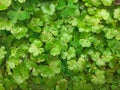 Green Manimuni or Indian pennywort leaves background