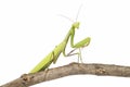 Green mantis