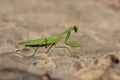 Green mantis