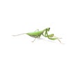 Green mantis