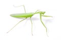 Green mantis