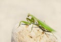 Green mantis. Royalty Free Stock Photo