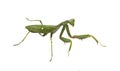 Green mantis