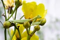 Green mantis on a branch of Yellow Silk Cotton flowers.