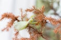 Green mantis on branches