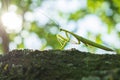 Green mantis close-up on a tree bark Royalty Free Stock Photo