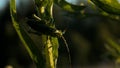 The green mantis.Creative.A large green grasshopper with huge long thin whiskers sitting in the grass on which it merges