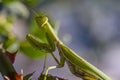Green mantis female sits on a rose bush Royalty Free Stock Photo