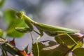 Green mantis female sits on a rose bush Royalty Free Stock Photo