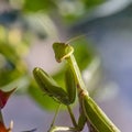 Green mantis female sits on a rose bush Royalty Free Stock Photo