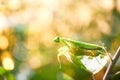 A green mantis with flare background