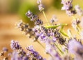 A green mantis on the flowers of lavender Royalty Free Stock Photo