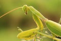 Green Mantis images