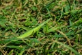 Green Mantis. The green mantis sits on green grass in the garden. Green mantis close up. Perfect disguise.