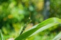 Green Mantis. The green mantis sits on the green leaves of a flower in the garden. Royalty Free Stock Photo