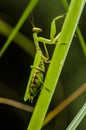 Green mantis on green plant Royalty Free Stock Photo