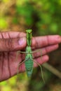 Green mantis in hand close up view hd wallpaper Royalty Free Stock Photo
