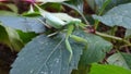 Green mantis hid among the fall foliage in the forest. Royalty Free Stock Photo