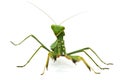 green mantis isolated on white