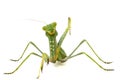 Green mantis isolated on white background