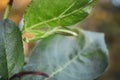 Green mantis looking at camera. Cute mantis in garden. Insect life. Wildlife concept. Entomology concept. Grasshopper in grass. Royalty Free Stock Photo