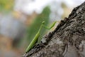 Green mantis looking at the camera on tree bark Royalty Free Stock Photo