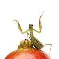 Green mantis on the pomegranate
