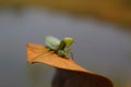 Green mantis ready to hunt on prey Royalty Free Stock Photo