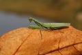 Green mantis ready to hunt on prey hd Royalty Free Stock Photo