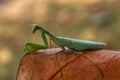 Green mantis ready to hunt on prey hd wallpaper Royalty Free Stock Photo